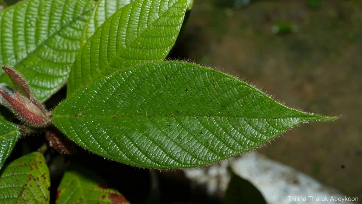 Dipterocarpus hispidus Thwaites